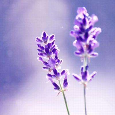 皇冠现金官网app网站入口2024